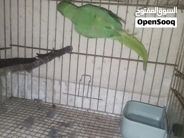 دره بدايه طوق للبيع او للبدل