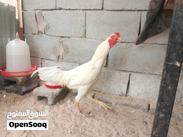 ديج عمره 10 اشهر ابيض وذهبي صافي