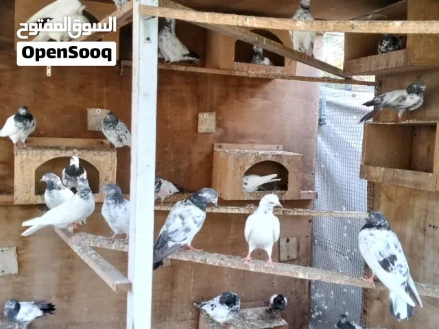 Pigeon Various kinds