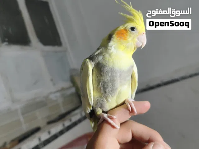 عصفور الككتيل