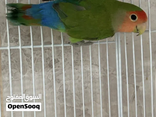 2 طيور روز الصحه تمام