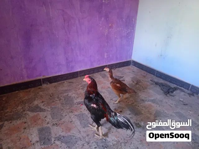 ديك كبير ودجاجته هراتي هندي اصلي