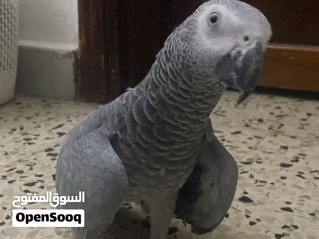 ببغاء كاسكو للبيع