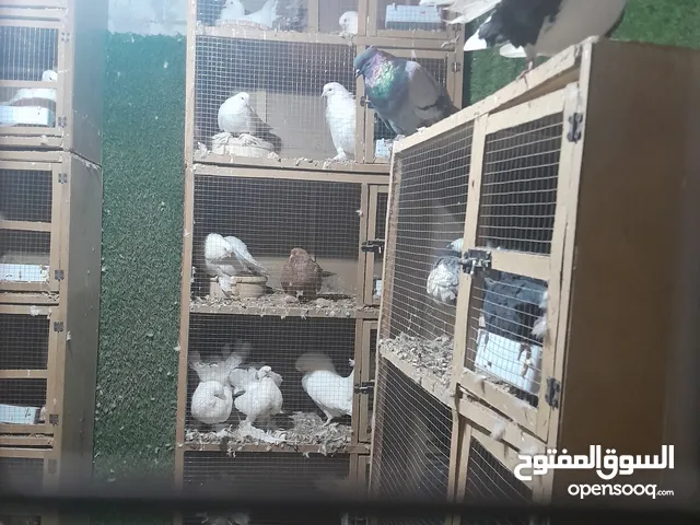 حمام هزاز 16 جوز. كل جوز ياتحتو بيض او. بيض وفرلخ
