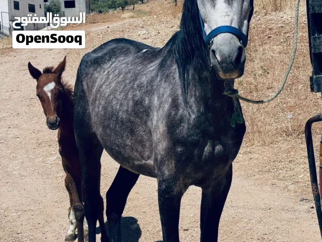 ثلث اناثي للبيع كفاله من كل شي في وحده والده وراها مهره شقرا غرا ذهوبيه محجله ثلاث السعر عالتلفون