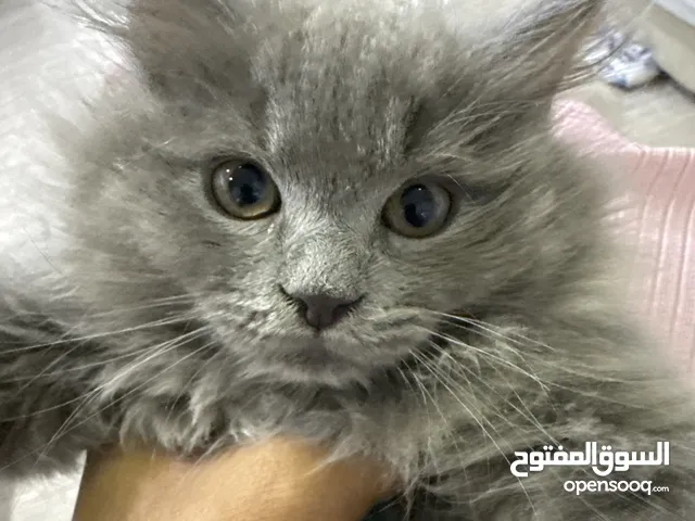 كتن للبيع مكس سكوتش بورمي