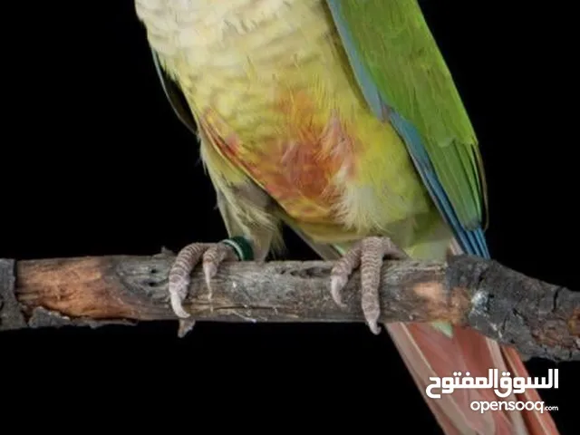 بغبغاء كنيور
