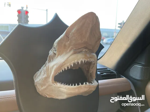 راس قرش الماكو محنط