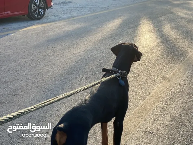 جلب دوبرمان ذكر مدرب لعوب جداً و مع الاطفال ايضاً و مع الادله