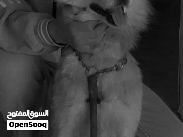 كلب بجننن بسعر حرق ع الواقع احلا