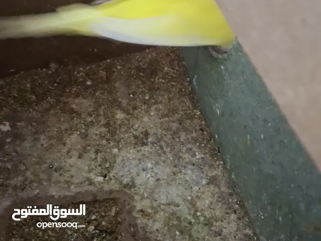 جواز حب وكنار كلو شغال واسألي فراخ