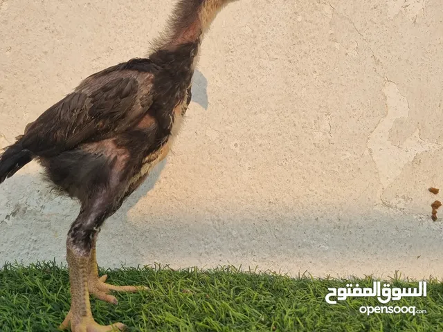 فراخ شامو ألمانية عمرها 30 يومًا. الأم والأب     مستوردان من ألمانيا.