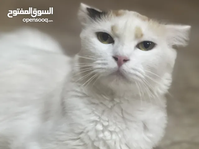 قطه بيضاء