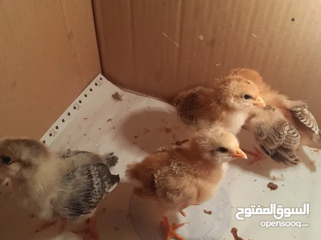 افراخ دجاج عرب اصيلة