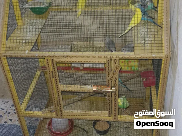 طيور حب للبيع الوصف مهم