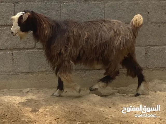 صخلات للبيع الوصف مهم
