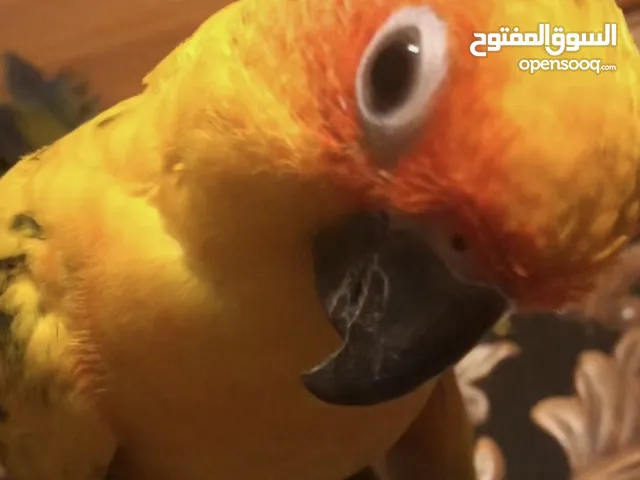 صن كنيور اليف للبيع