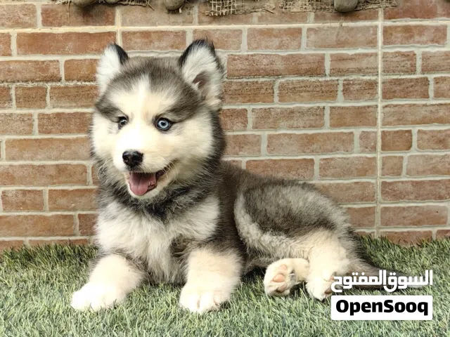كلاب هاسكي جراوي