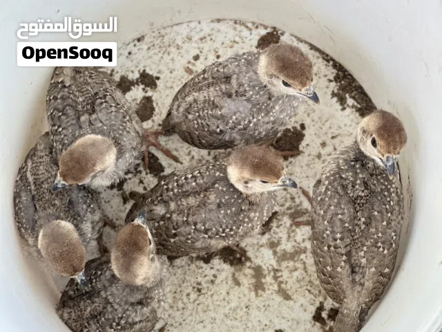 للبيع حجل عماني حبه 15 ريال