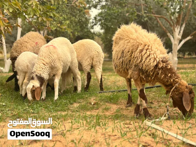 سلام عليكم ورحمة الله وبركاتة عندي 2نعجات وحده تحتها زوز فطايم وعشرة عليهم وحده اول ميلاد تحتها فطيه