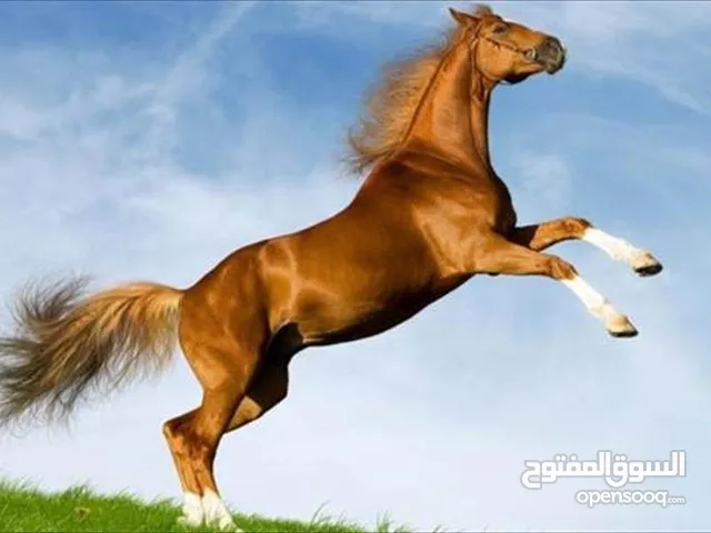 ناصر القطعاني