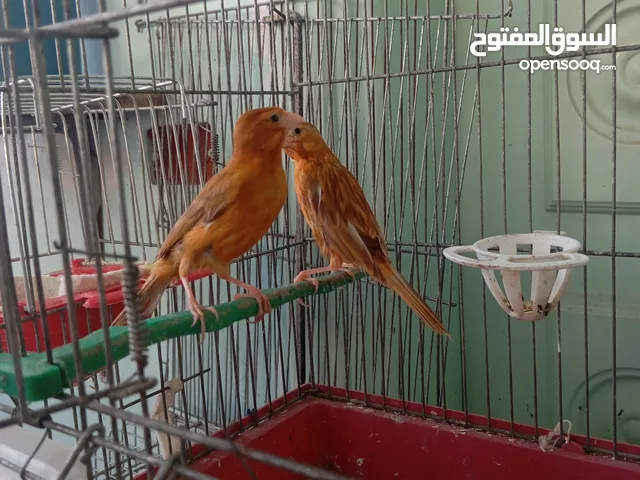 طيور للبيع