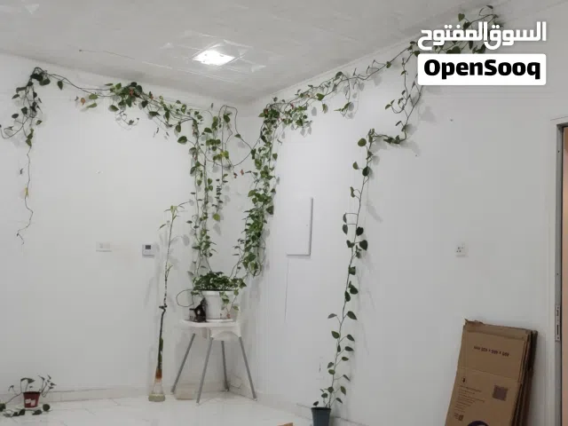 نبتة اللبلاب المنزلية الممدودة