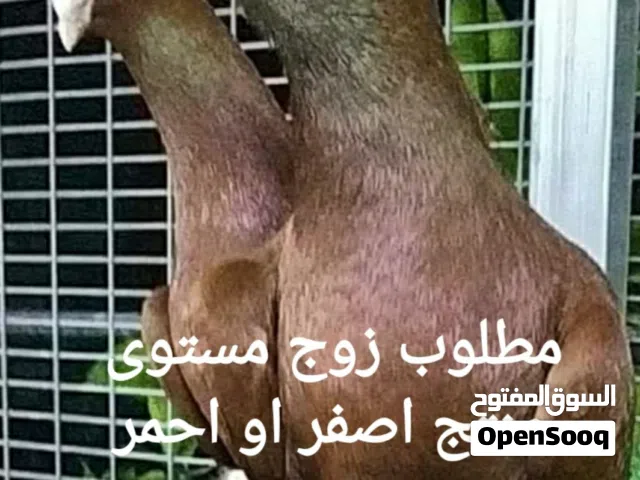 مطلوب زوج ..