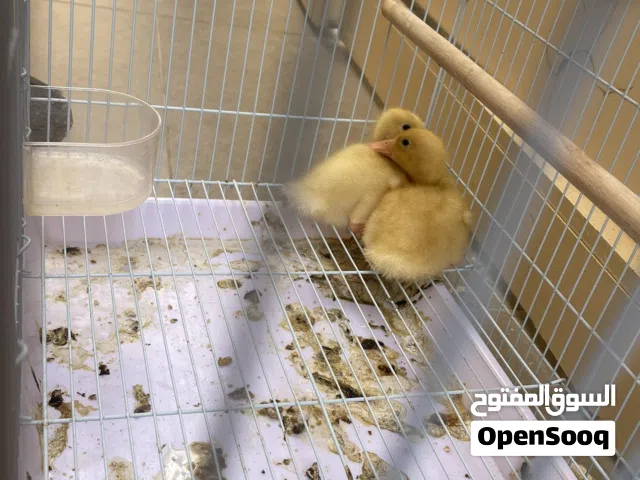 بط صغار بصحة ممتازة مع الاكل والقفص