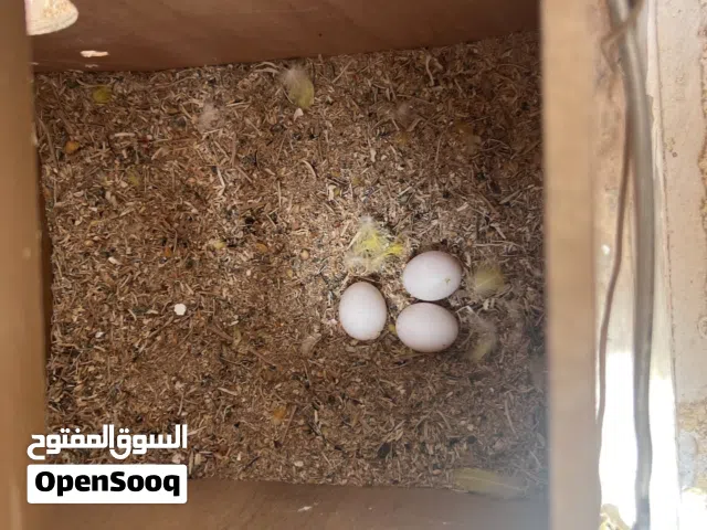 كوبيه لفه تامه اورنج تحتها 3 ومخصبات