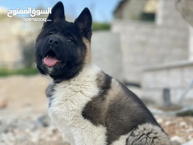 اكيتا امريكي