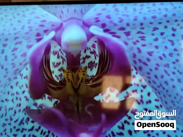 شاشه كليفر 55 سمارت