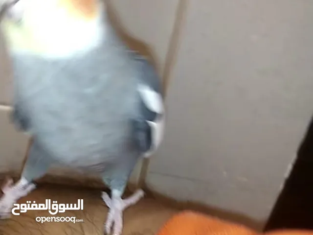 ذكركروان نورمل متكلم ومنتج
