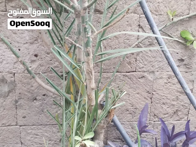 نباتات اشجار