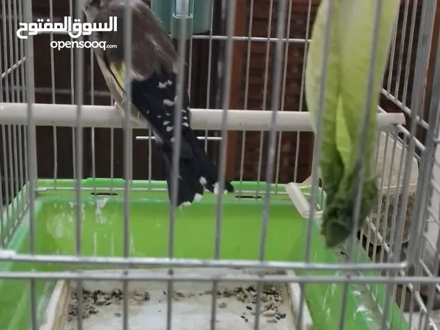 حسون ترباي
