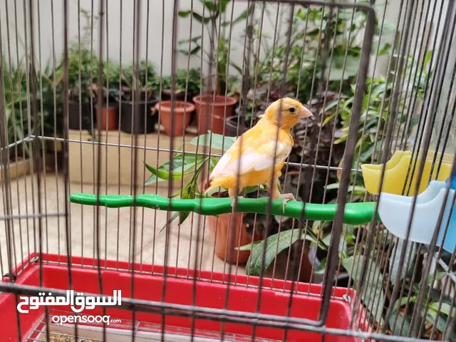 مخاليف كنار اهال حمر نخب