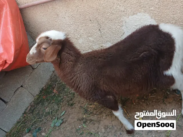 خروف من سلاله الدمان ربي بارك وفي مساعده ان شاء الله