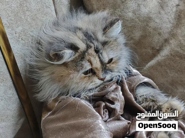 بزونه للبيع