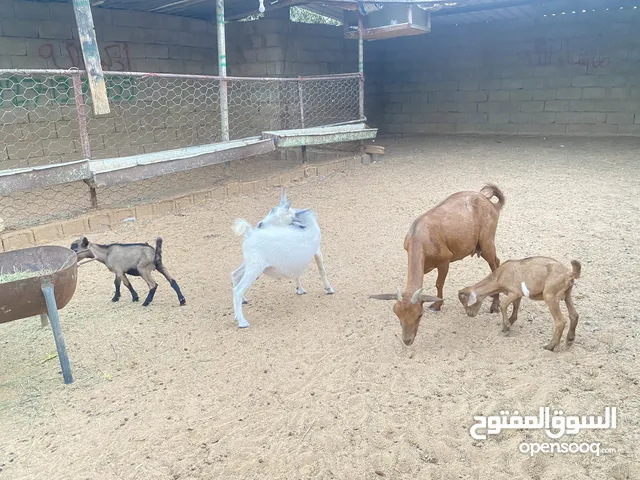السلام عليكم