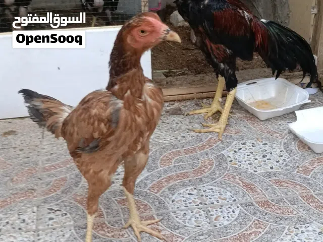 دجاج للبيع شلع