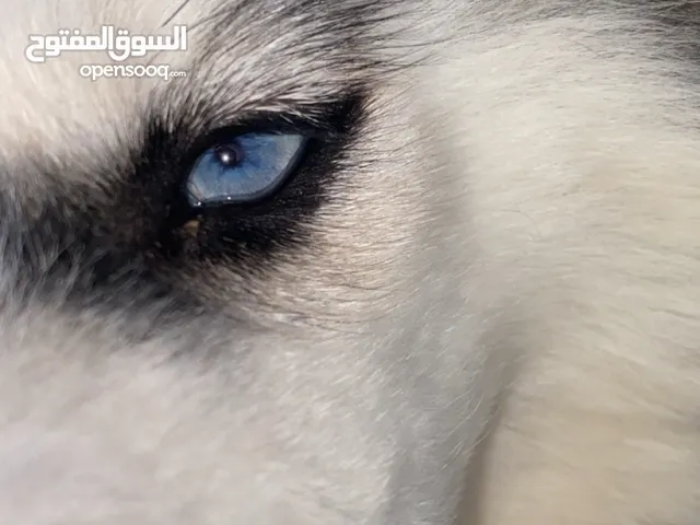 هاسكي مالموت عمر 3 أو 4 أشهر