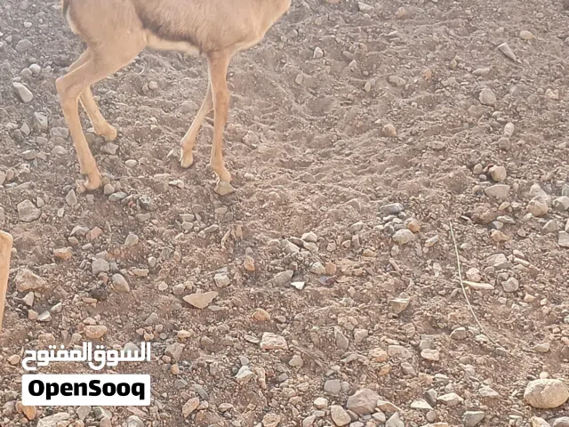 للبيع غزال ديماني ذكر العمر 4شهور