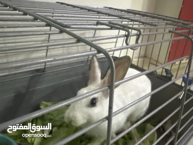 ارنب للبيع مع صندوق ماله