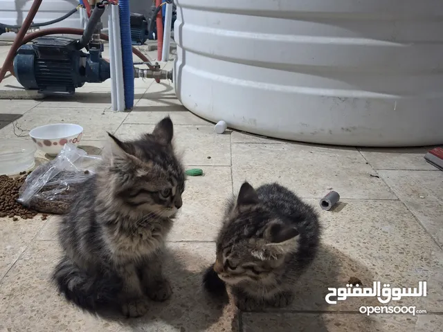 قطط للبيع مرج الحمام