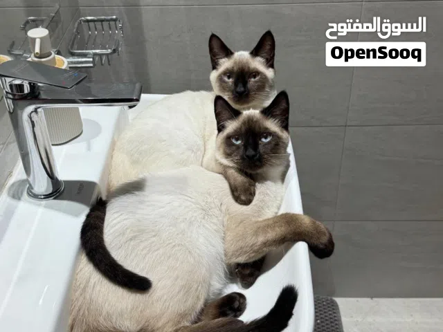 Siamese cats