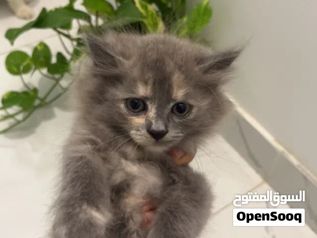 انثى مكس هملايا وشيرازي