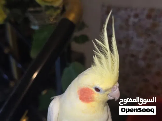 طيور كوكتيل للبيع ربه اقره الوصف