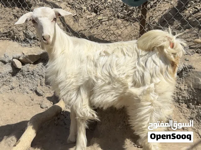 صخله من حلال الجبل الاخضر وصخل صلالي