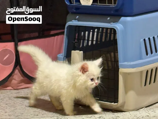 انثۑ شيرازي عيون زرق بيضاء.