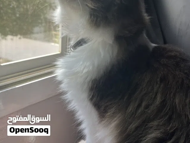 Beautiful fluffy male Persian cat very friendly